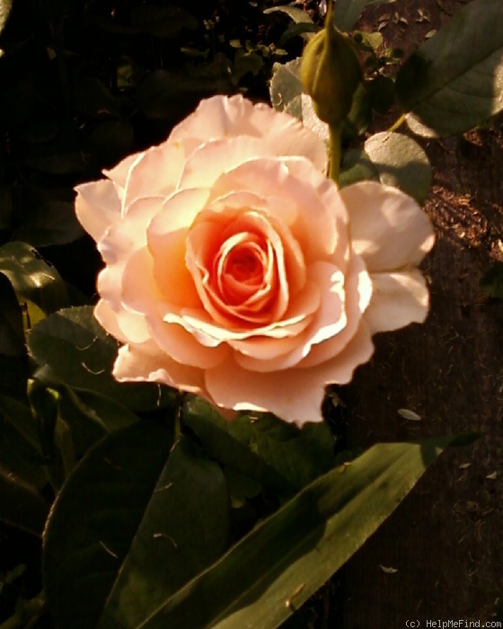'Marjorie Marshall' rose photo