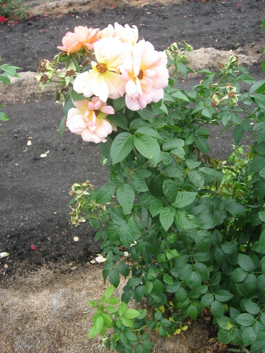 'U37 (AgCan)' rose photo