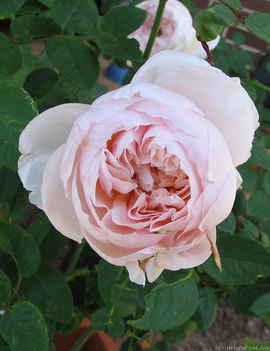 'St. Cecilia ® (Shrub, Austin, 1987)' rose photo