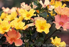 'Flutterbye ™ (Shrub, Carruth, 1996)' rose photo