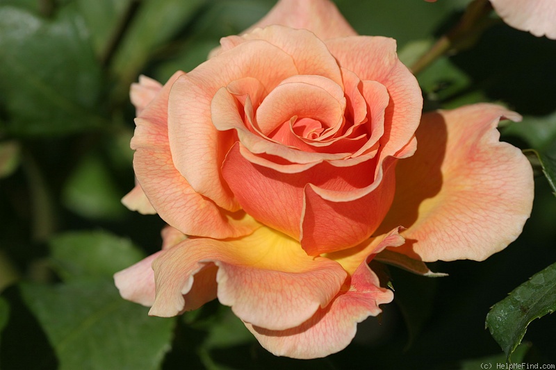 'Fragrant Dream (Hybrid Tea, Dickson, 1988)' rose photo