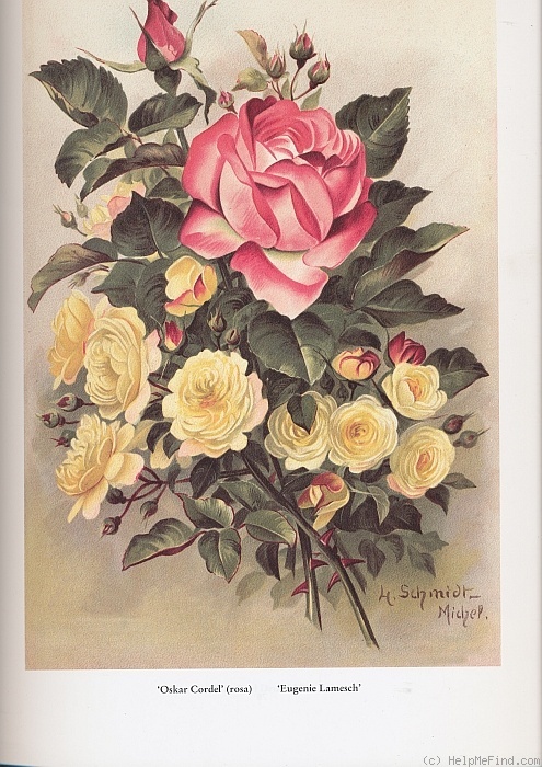 'Eugénie Lamesch' rose photo