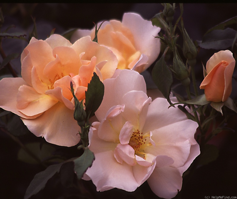 'Jaquenetta' rose photo