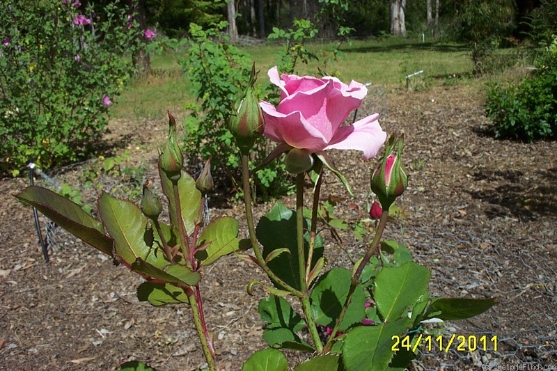 'Rosenelfe' rose photo