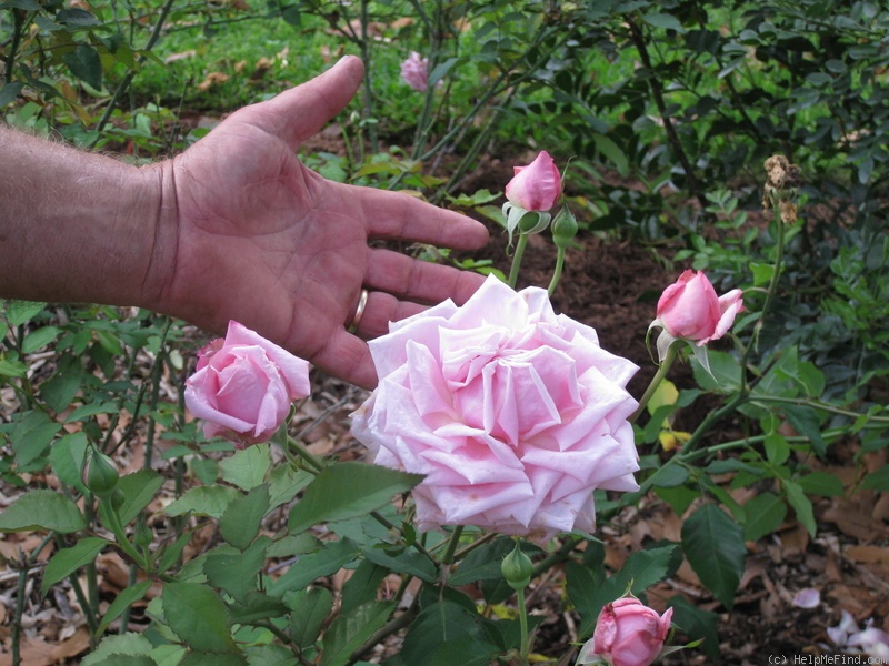 'Belinda's Dream (Shrub, Basye, 1988)' rose photo