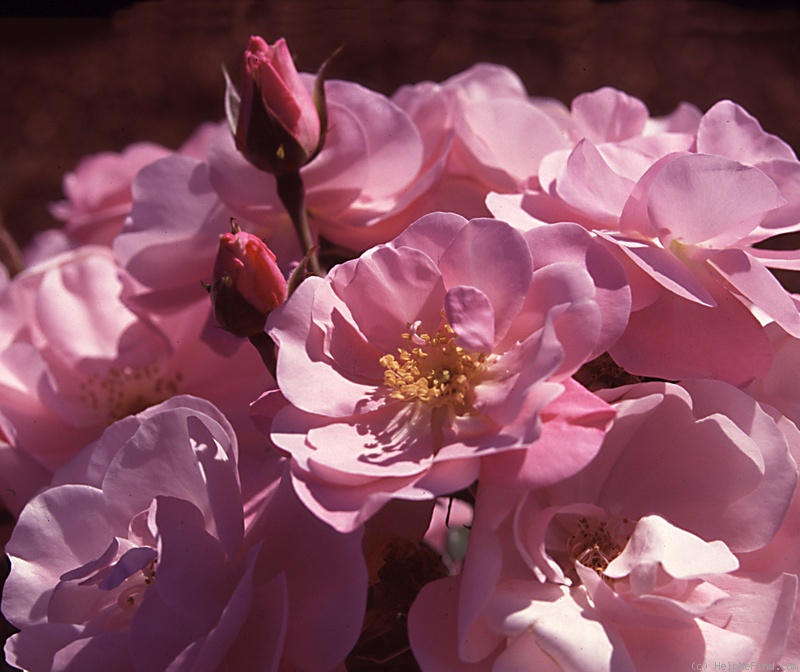 'Kateryna (shrub, Clements, 1996)' rose photo
