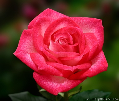 'Kristin (miniature, Benardella 1992)' rose photo