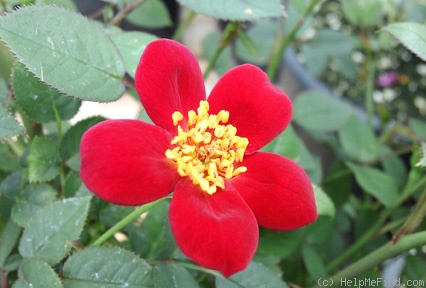 'Little Jimmy Dickens' rose photo