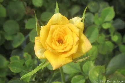 'Little Meghan' rose photo