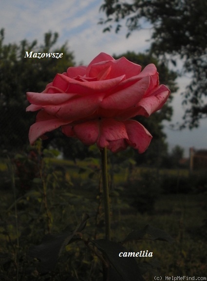 'Mazowsze' rose photo