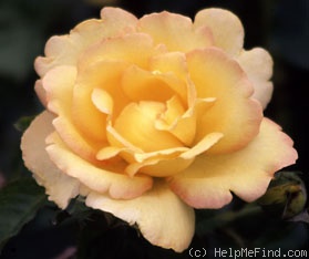 'Lord Mountbatten' rose photo