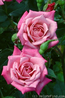 'Magenta Mystique™' rose photo