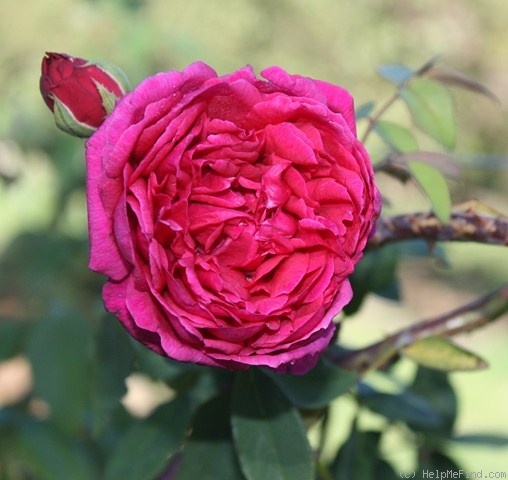 'Miss Marion Manifold' rose photo