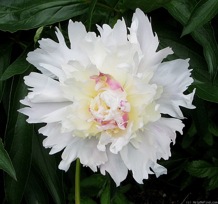 'Queen Victoria (Syn. 'Whitleyi')' peony photo