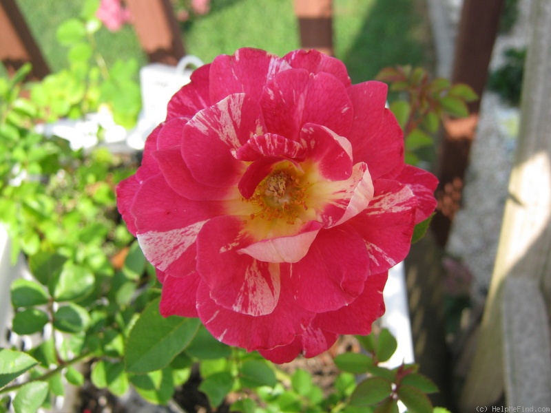 'Great Speckled Bird' rose photo