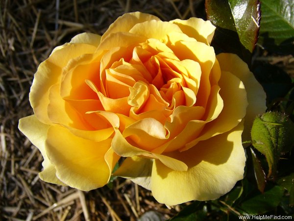 'Amber Queen ® (floribunda, Harkness before 1981)' rose photo