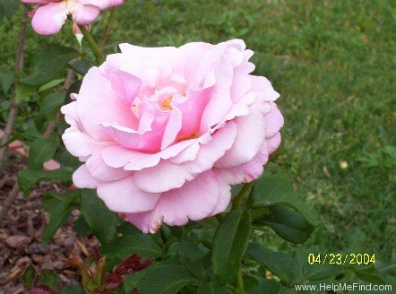 'Memorial Day ™' rose photo