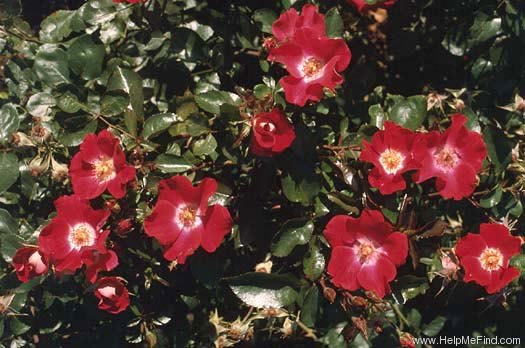 'Scarlet Pearl' rose photo