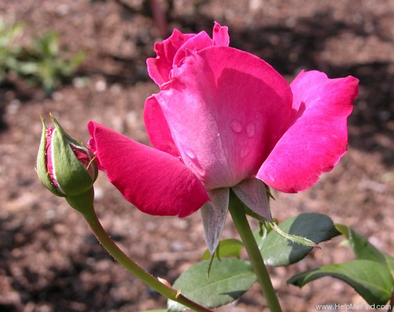 'Baronne Edmond de Rothschild ®' rose photo