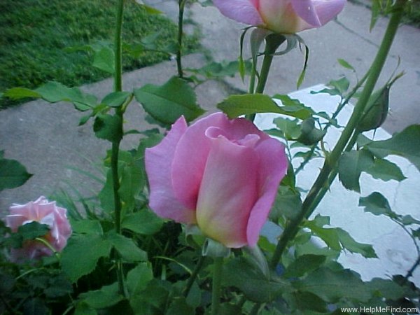 'Tiffany (hybrid tea, Lindquist, 1953)' rose photo