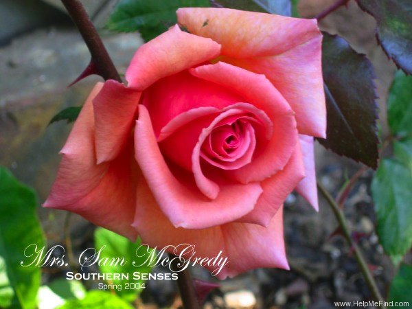 'Mrs. Sam McGredy' rose photo