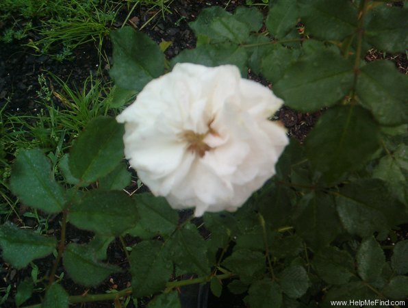 'Mademoiselle Jeanne Phillipe' rose photo