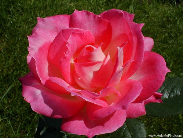 'Ingrid Mander-Fuchs' rose photo