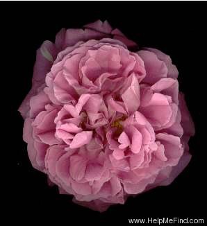'Sara ™ (hybrid tea, Jackson & Perkins)' rose photo