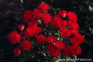 'Zenaitta' rose photo
