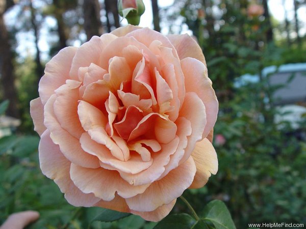 'Iced Ginger' rose photo
