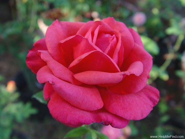 'Rebekah' rose photo