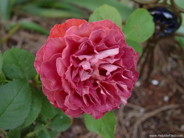 'Victoriana' rose photo