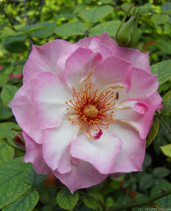 'Bonnie Rosalie' rose photo