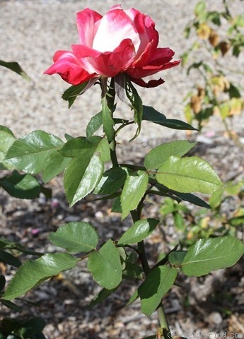 'Ashgrove Jubilee' rose photo