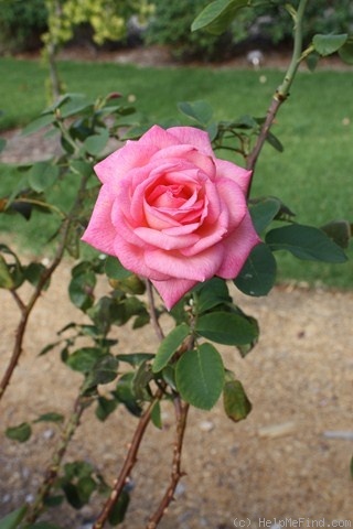 'Betty Neuss' rose photo