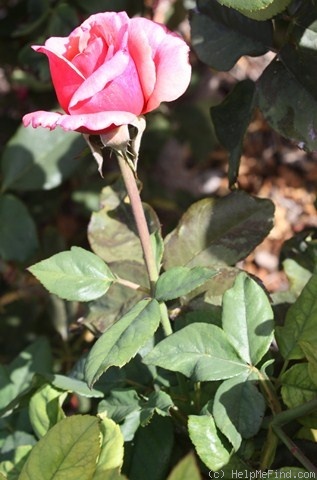 'Janette Murray' rose photo