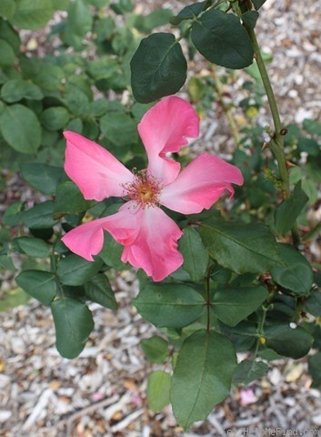 'Jenny Brown' rose photo