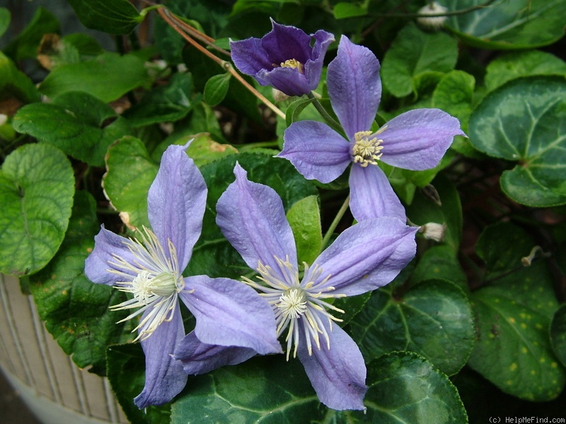 'Arabella' clematis photo