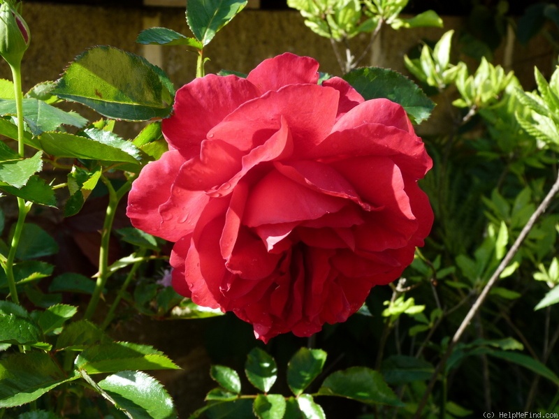 'Madrigal (shrub,Harkness, 1998)' rose photo