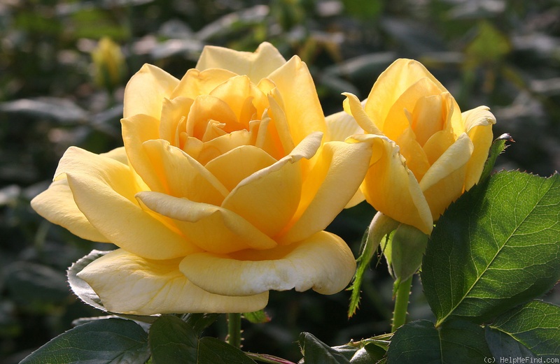 'Oregold' rose photo