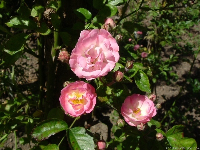 'Freifrau von Marschall' rose photo
