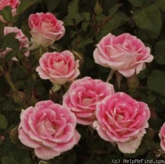 'Whimsy' rose photo