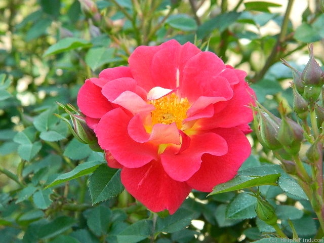 'Ralph's Creeper™' rose photo