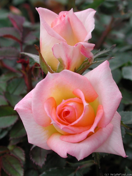 'Absolutely ™' rose photo