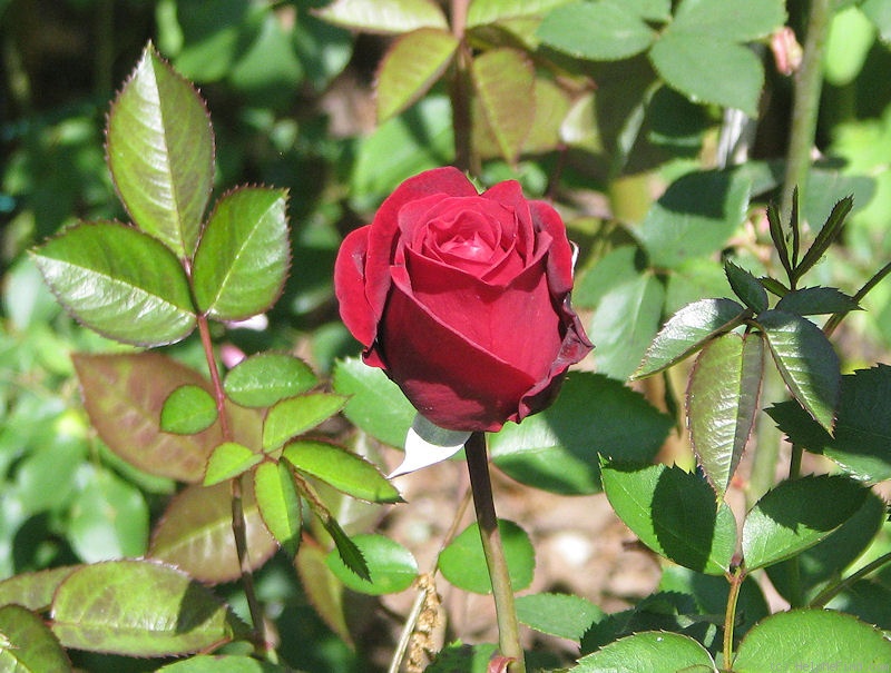 'Don Juan (Large Flowered Climber, Malandrone, 1958)' rose photo