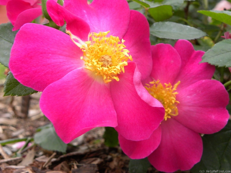 'Carlin's Rhythm (Floribunda, Rupert, 2000)' rose photo