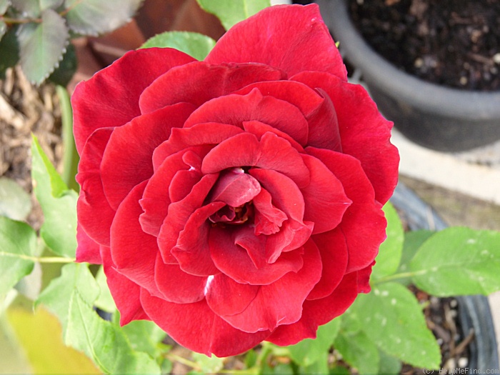 'Kuroshinju' rose photo