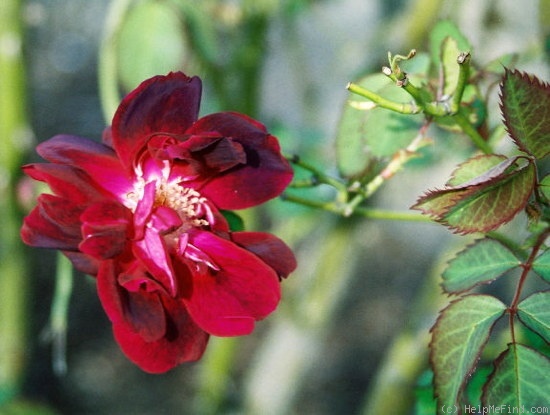 'Gloire des Rosomènes' rose photo