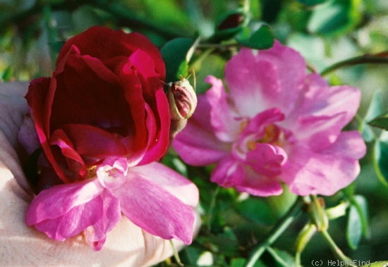 'Gloire des Rosomènes' rose photo