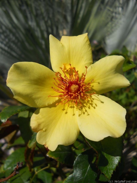 'Captain Thomas (Large Flowered Climber, Thomas, 1935)' rose photo